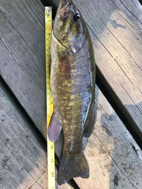 13 inch bass_aug.jpg